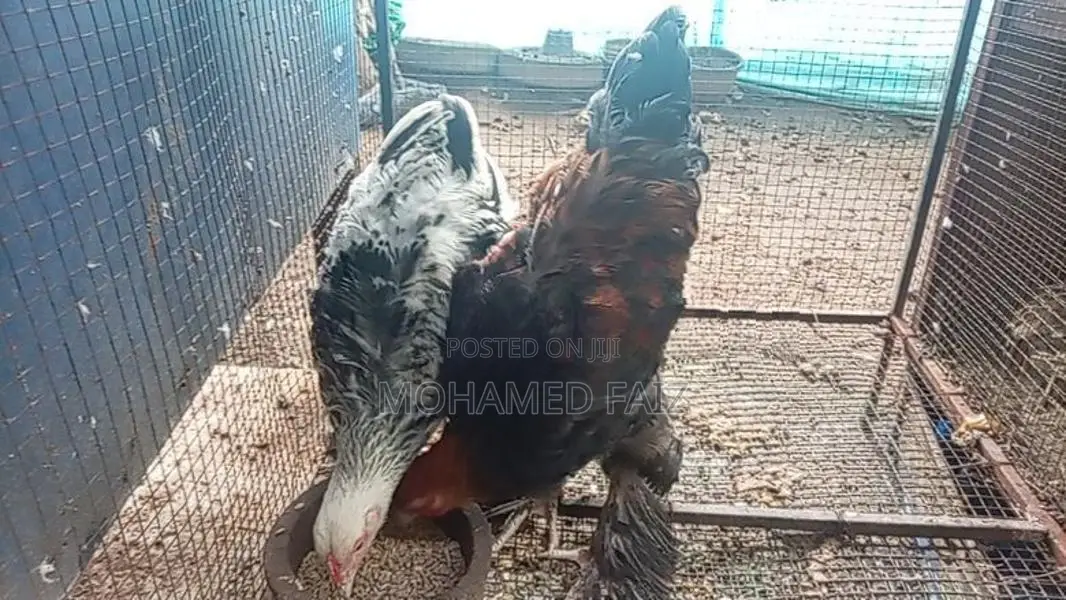 Cochin Bantam