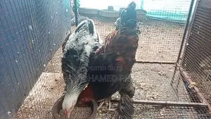 Cochin Bantam