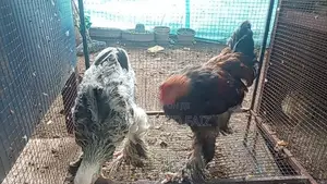 Cochin Bantam