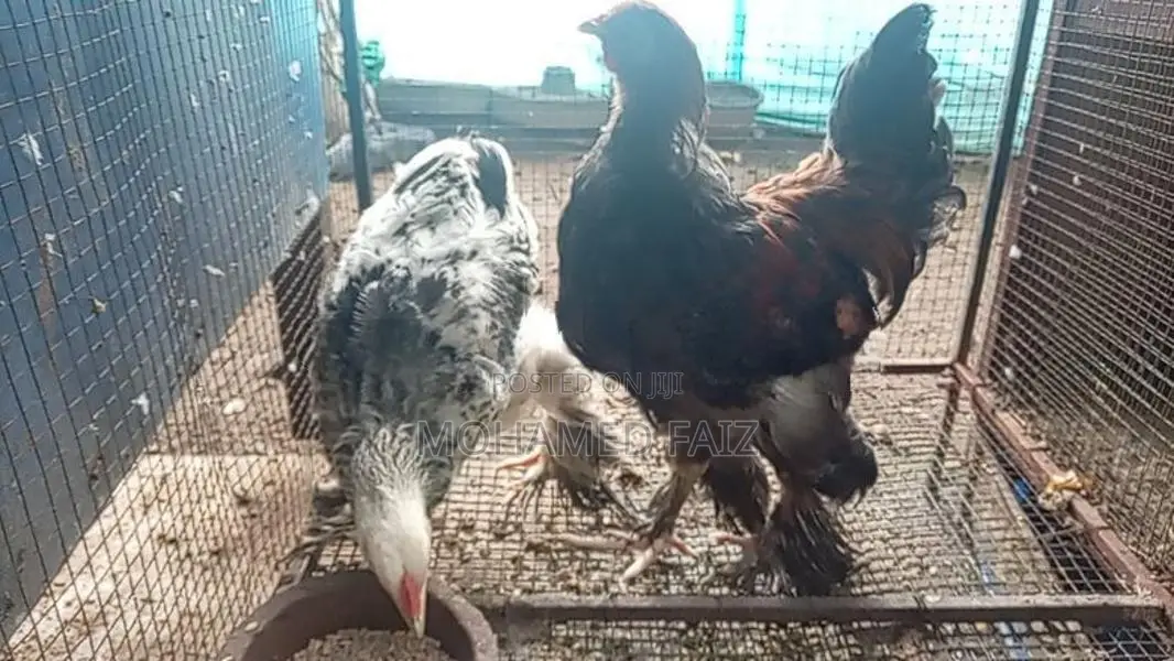 Cochin Bantam