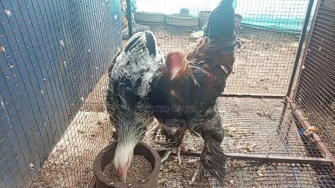 Cochin Bantam