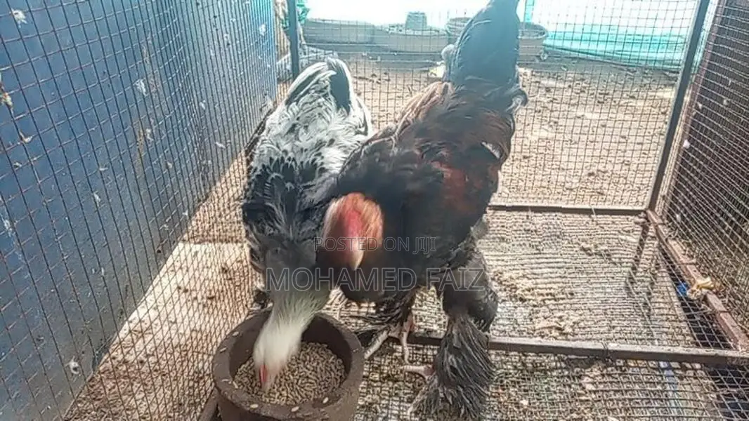 Cochin Bantam