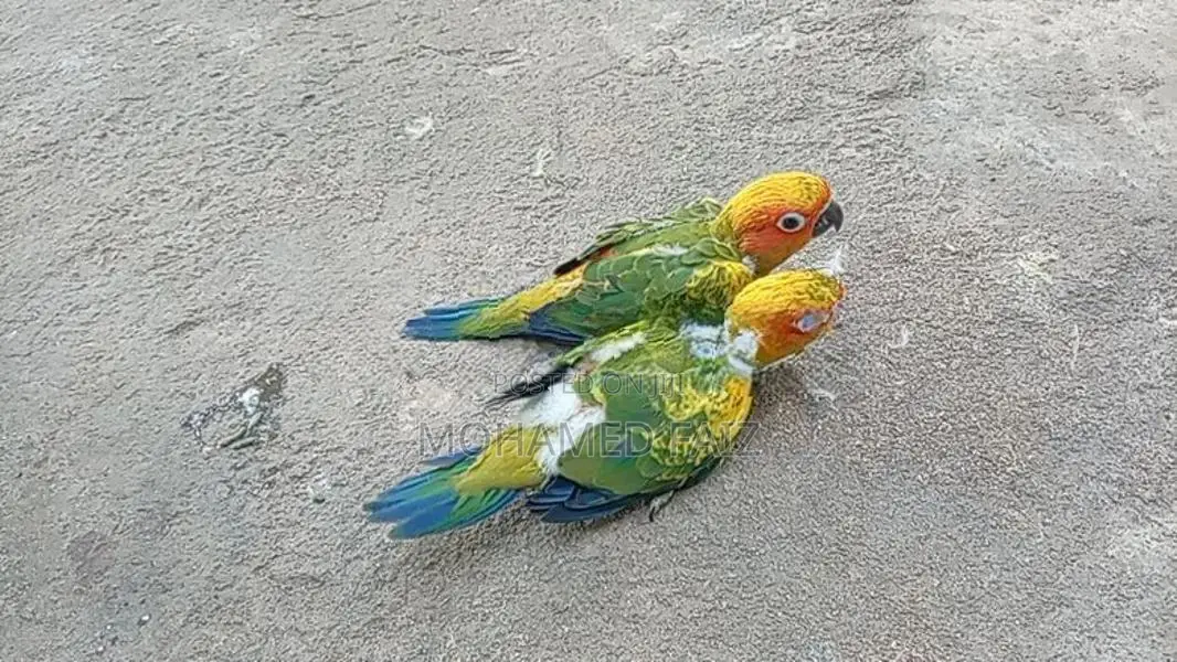 Suncorner Chicks