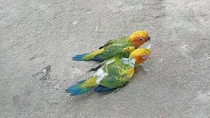 Suncorner Chicks