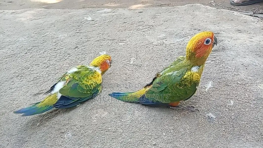 Suncorner Chicks