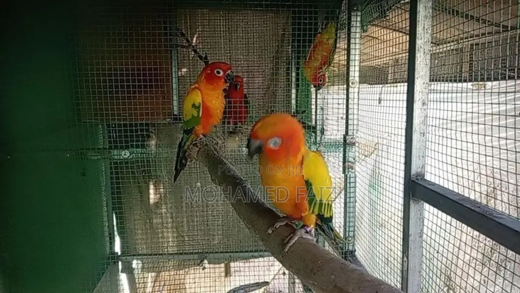 Suncorner Chicks