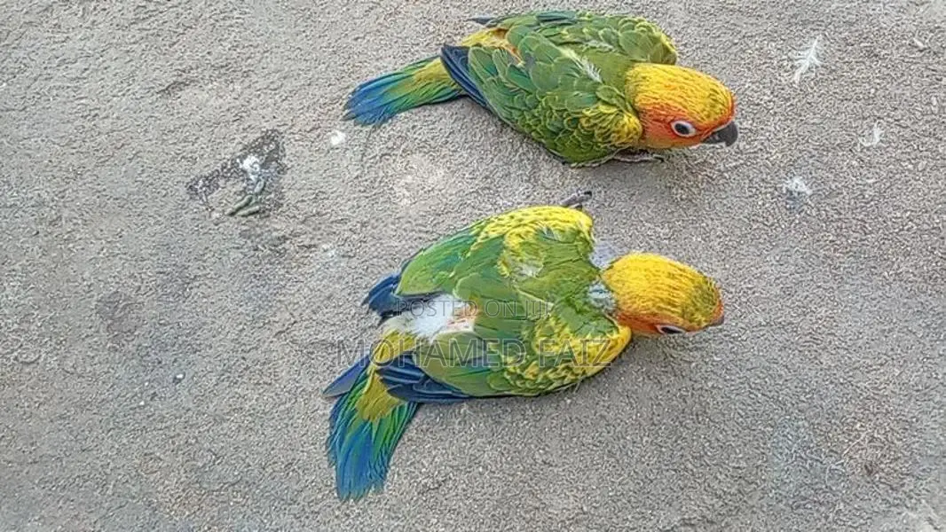 Suncorner Chicks