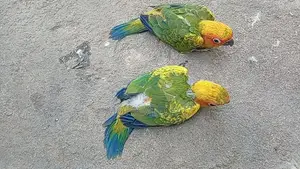Suncorner Chicks