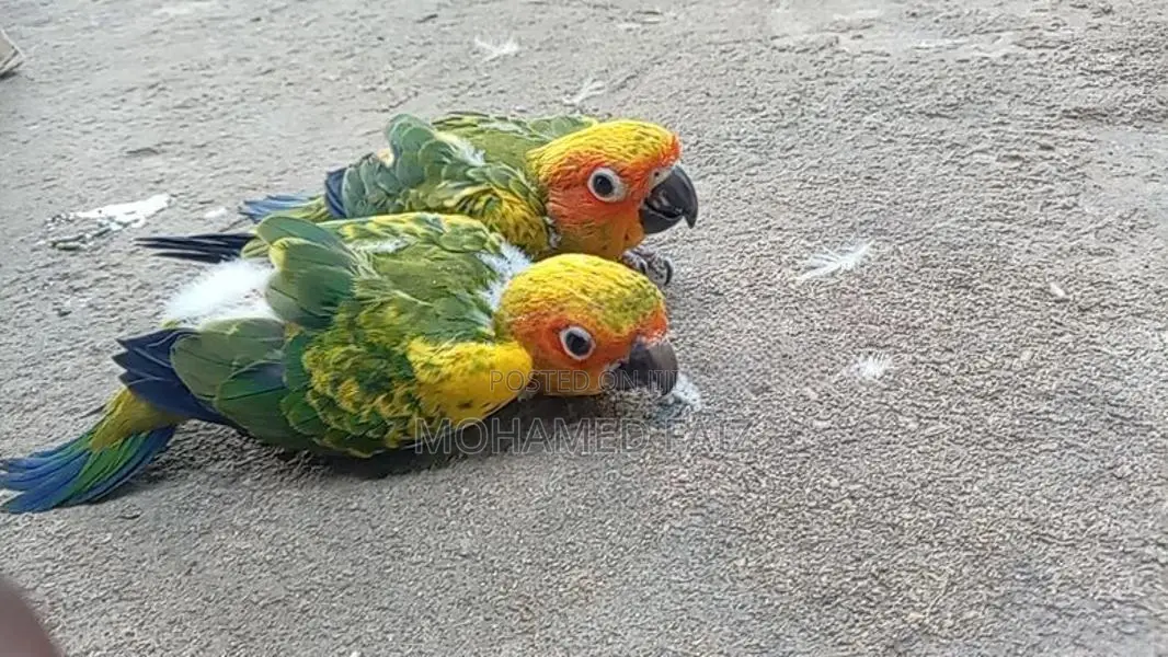 Suncorner Chicks