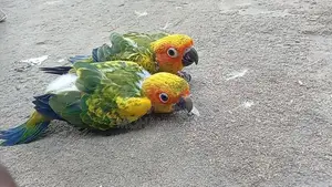 Suncorner Chicks