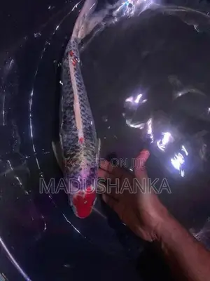 Japanese Imported Koi Fish