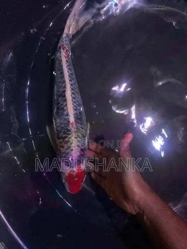 Japanese Imported Koi Fish