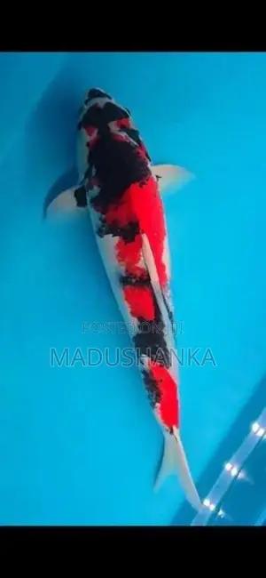 Japanese Imported Koi Fish