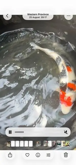 Japanese Imported Koi Fish