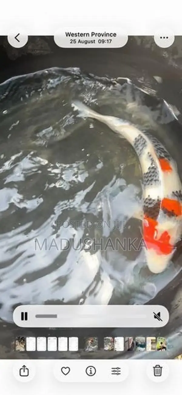 Japanese Imported Koi Fish