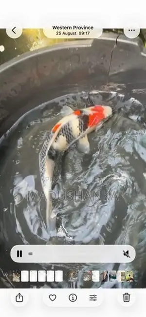 Japanese Imported Koi Fish