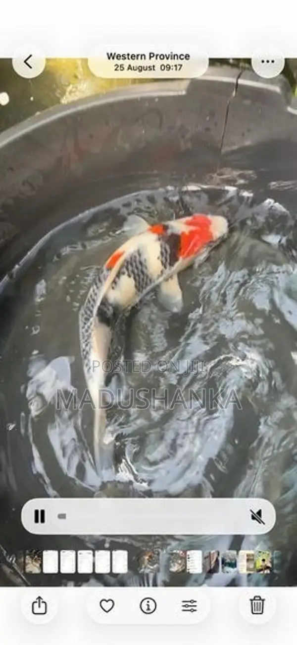 Japanese Imported Koi Fish