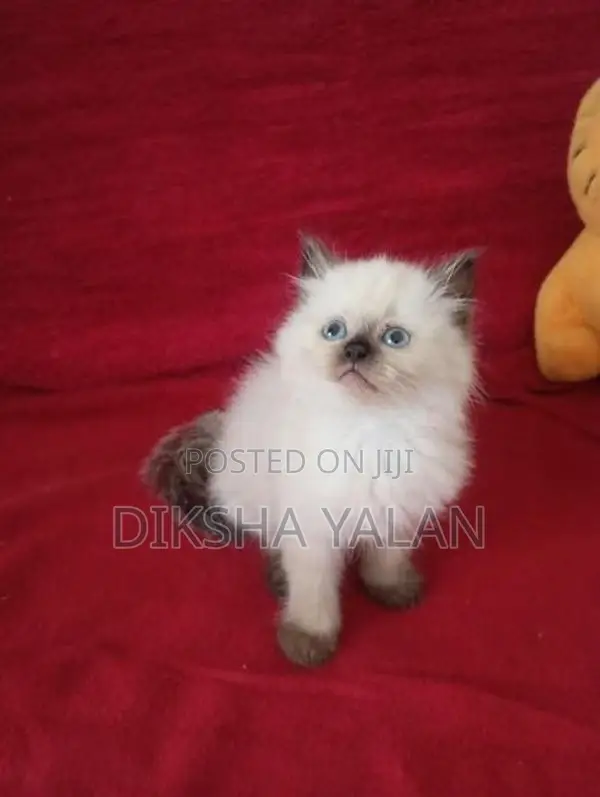 Himalayan Kittens