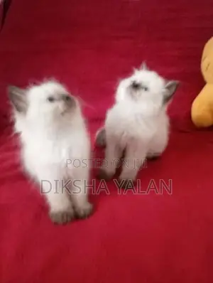 Himalayan Kittens