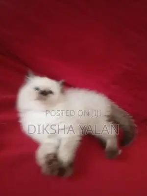 Himalayan Kittens