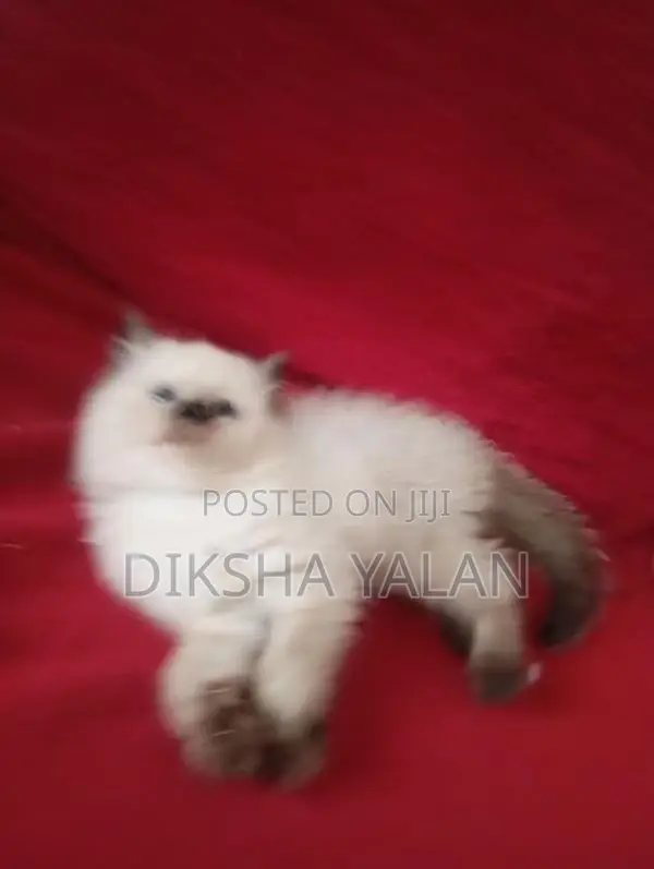 Himalayan Kittens