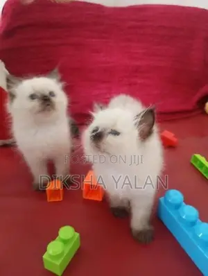 Himalayan Kittens