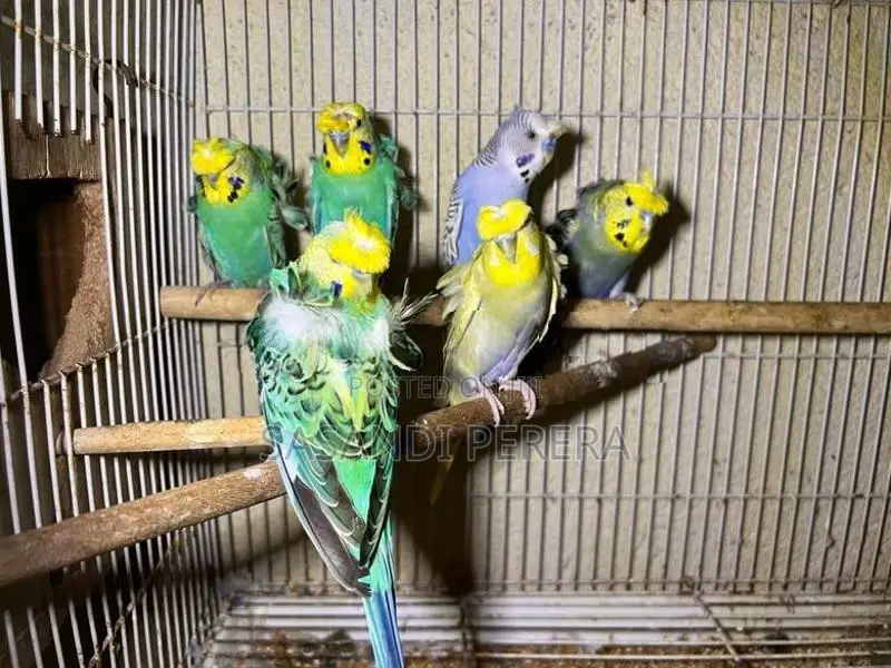 Hogoromo Budgerigars( Helicopters )
