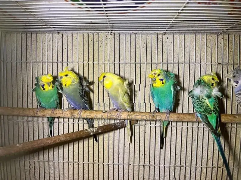 Hogoromo Budgerigars( Helicopters )