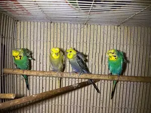 Hogoromo Budgerigars( Helicopters )