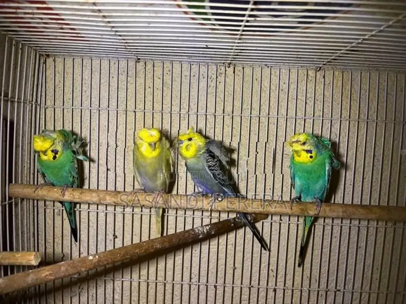 Hogoromo Budgerigars( Helicopters )