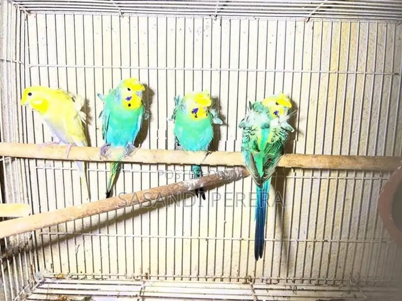Hogoromo Budgerigars( Helicopters )
