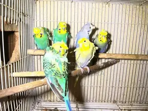 Hogoromo Budgerigars( Helicopters )