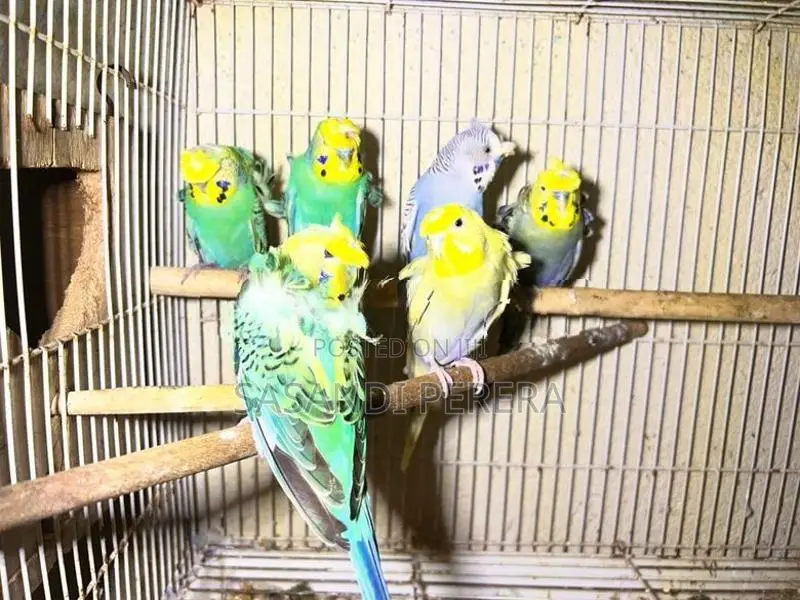 Hogoromo Budgerigars( Helicopters )