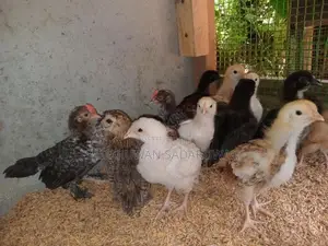 Farm Chicks
