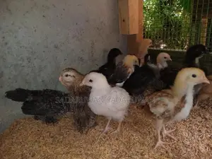 Farm Chicks