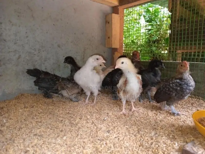 Farm Chicks