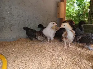 Farm Chicks