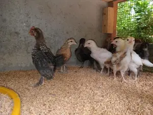 Farm Chicks