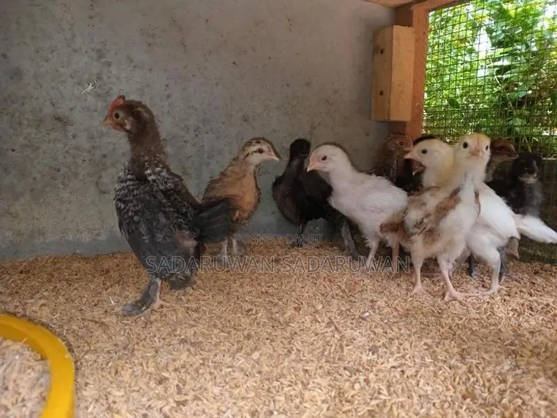 Farm Chicks