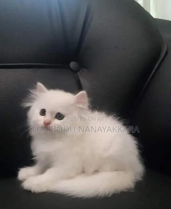 Persian Kitten