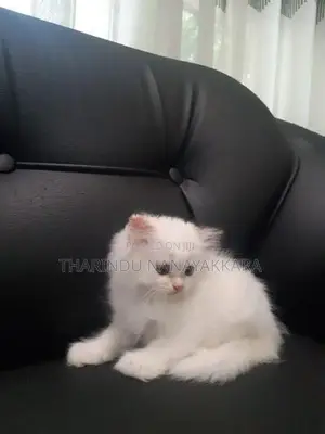 Persian Kitten