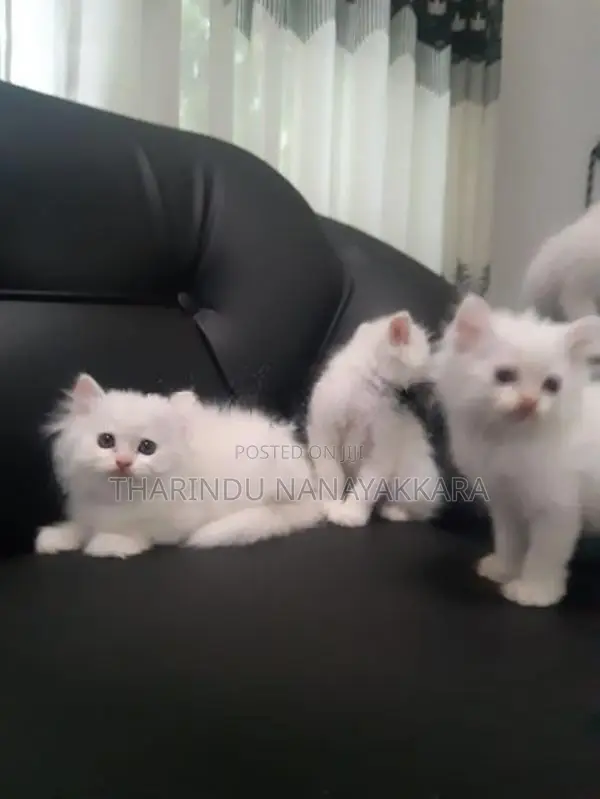 Persian Kitten