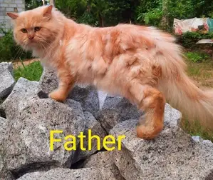 Persian Kitten