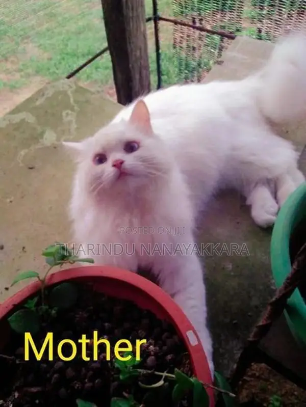 Persian Kitten