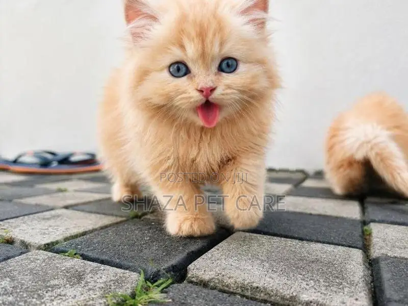 Persian Cat