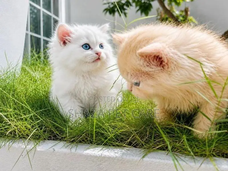 Persian Cat