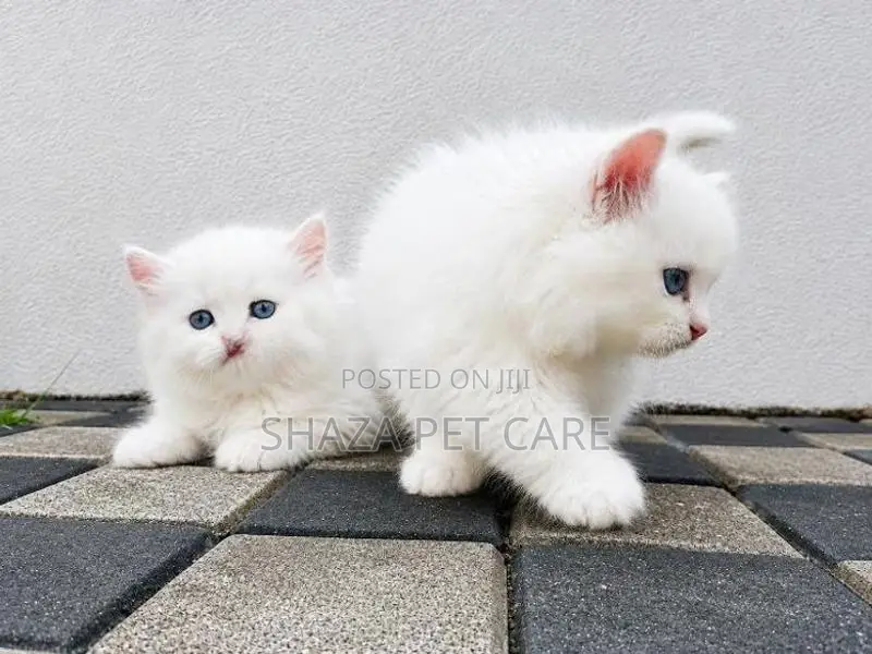 Persian Cat