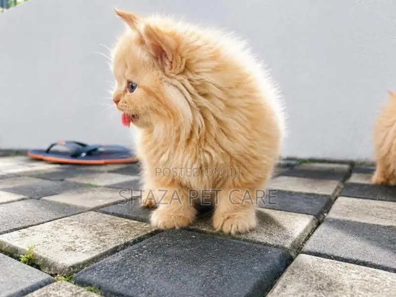 Persian Cat