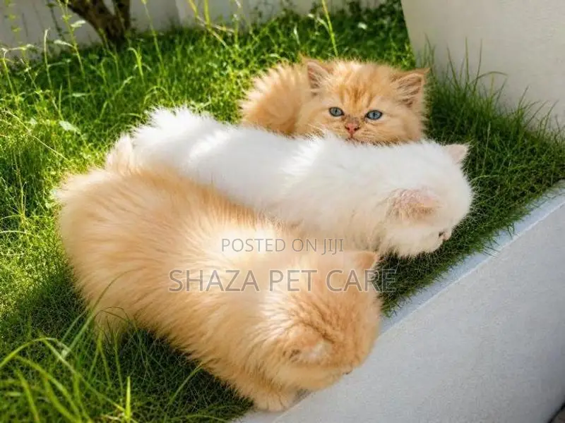 Persian Cat