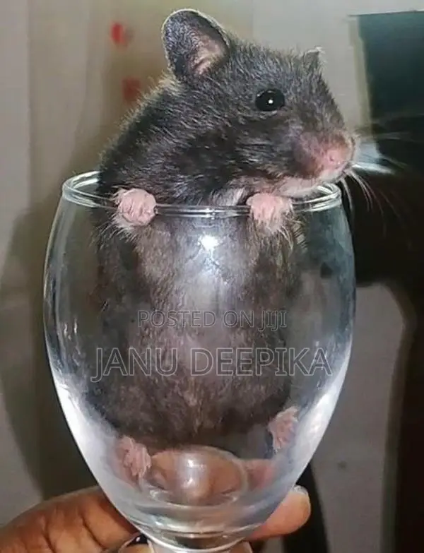 Hamster